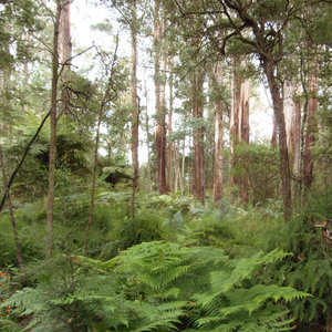 Toolangi cover