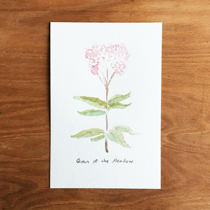 Queen Of The Meadow Adam Wright