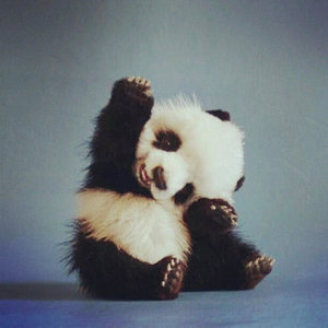 we are panda cover