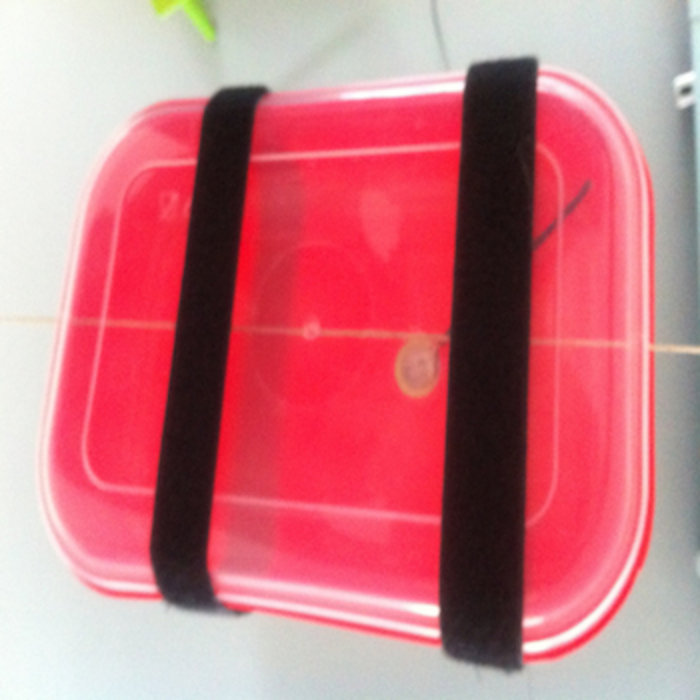 Go Fly A Kite! Radboud Mens