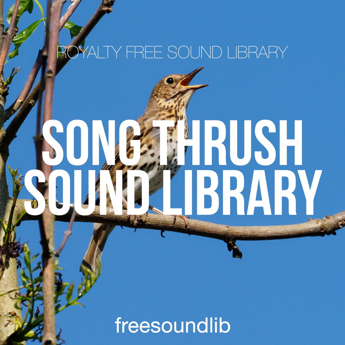 Song Thrush Sound Library | freesoundlib