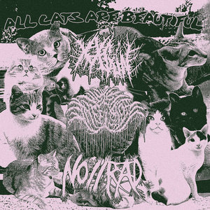 Yeast Infection — ALL CATS ARE BEAUTIFUL (SPLIT WITH NO//RAD AND AGUN)