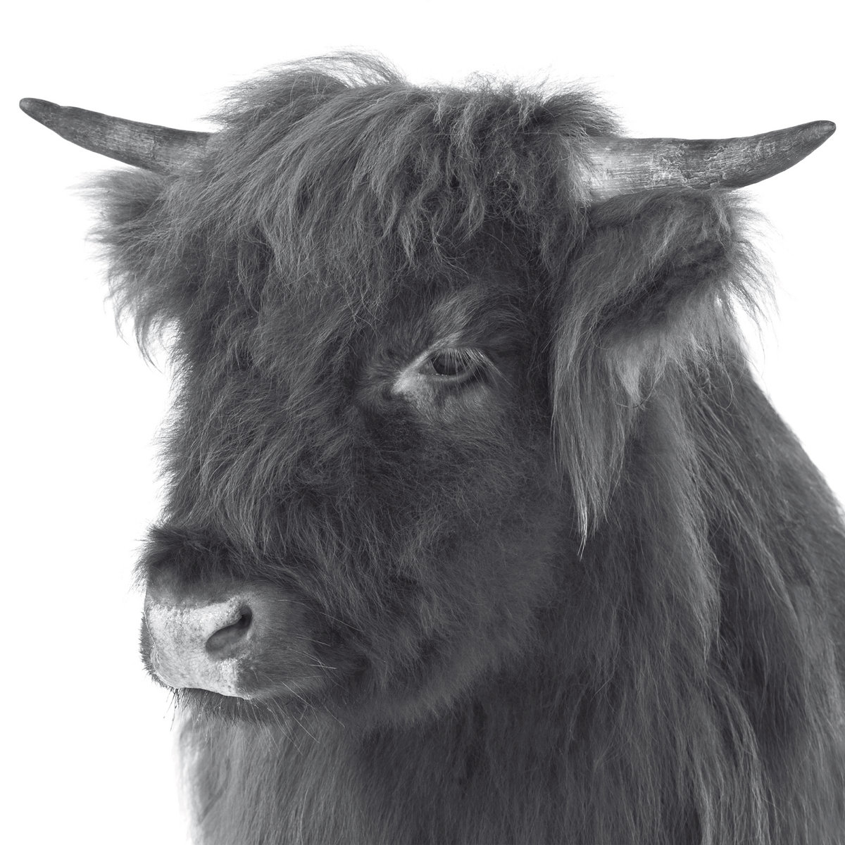 Mochacho & Chicacabra (Mollono.Bass Remix) | Rich vom Dorf | 3000° Grad