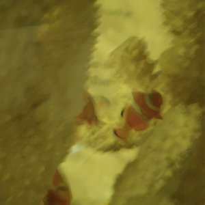 fishhh cover