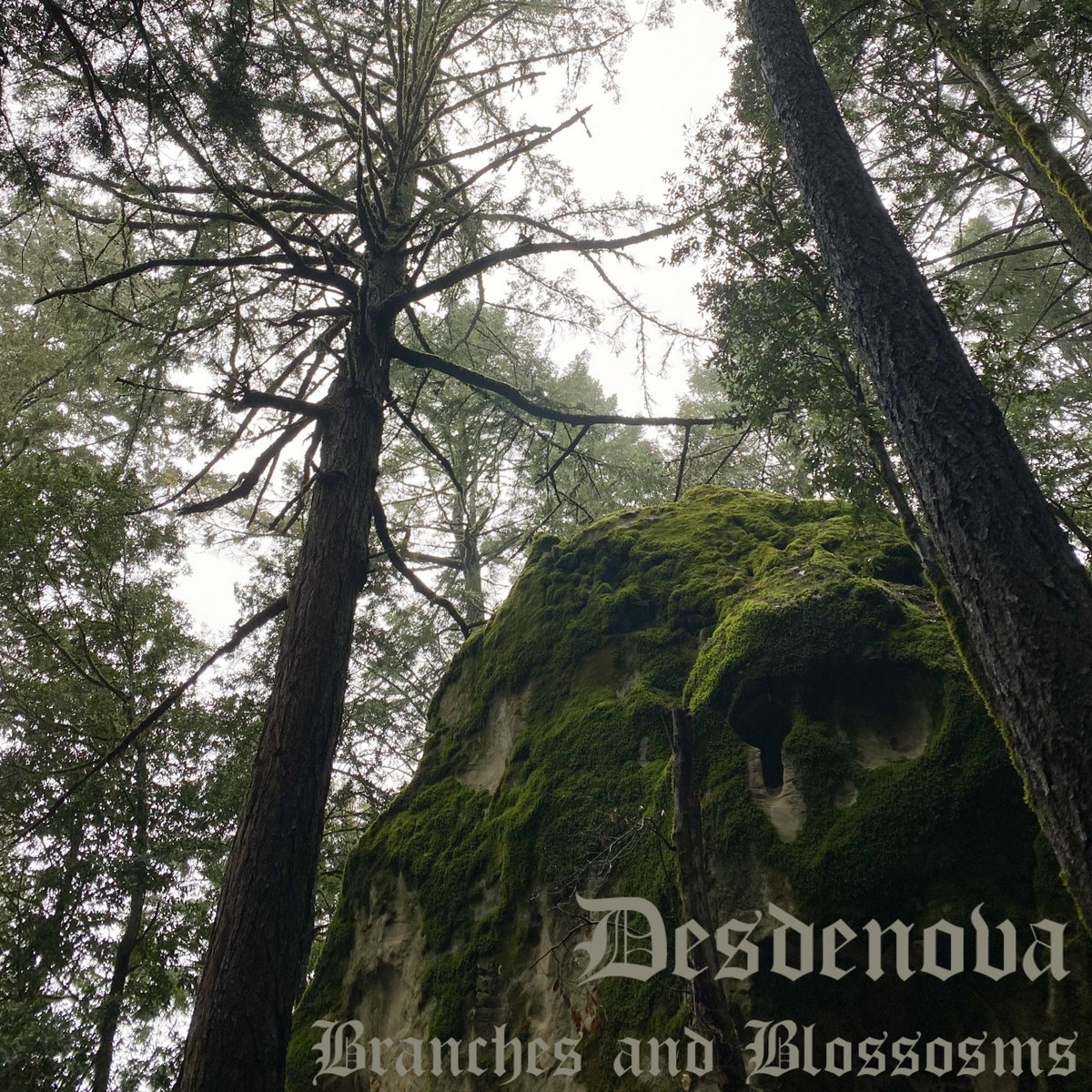 Of Branches and Blossoms