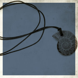 Ammonite cover