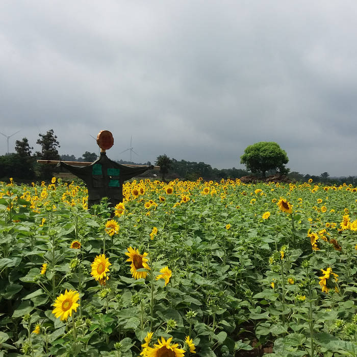 Sunflower Farm Jalajala Rizal | Best Flower Site