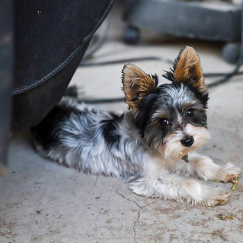 Little Dog, Big Growl