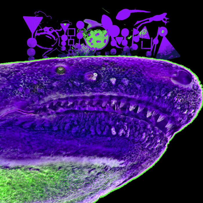 Caecilians In Memphis Phyllomedusa