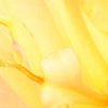 Yellow Orpheus