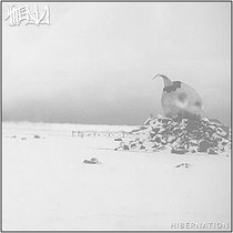 #46 - Hibernation cover art
