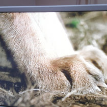 Dr Paw Prints - Emotional Support EP cover art