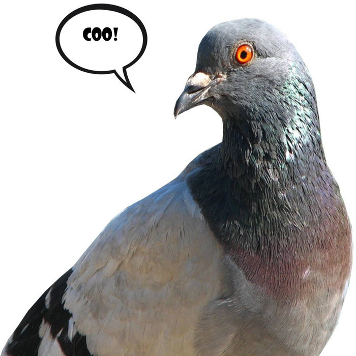 Coo! Pigeon English