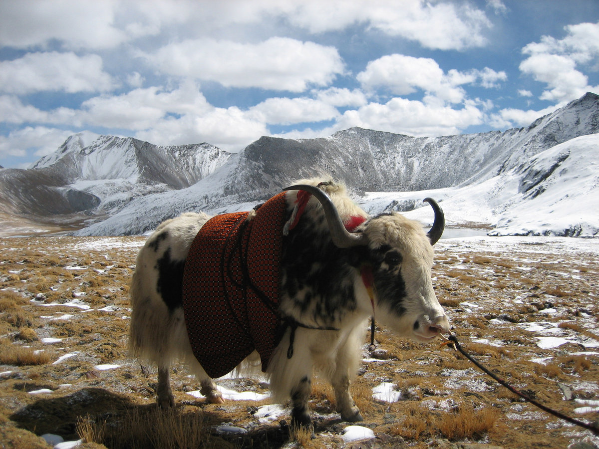 Yak Tracks Joe Reedy