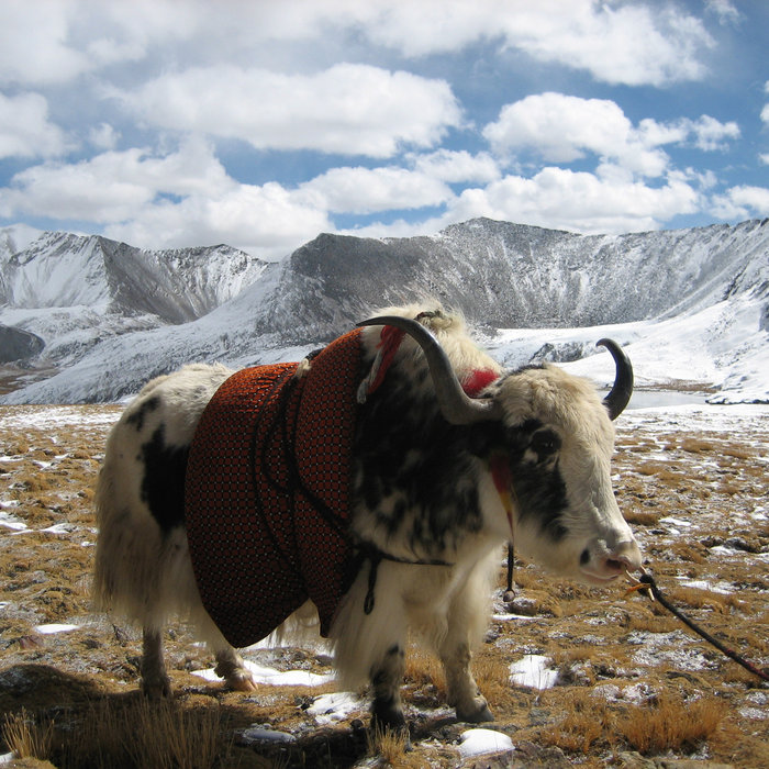 Yak Tracks Joe Reedy