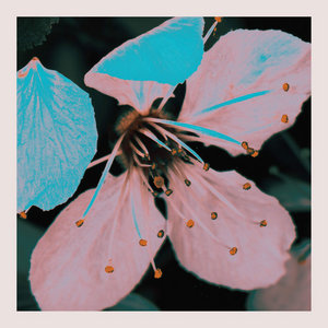 Cherry BlossomEmancipator & Koresma cover