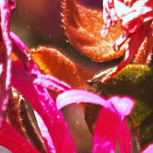 infrared orchidsKing Caiman x Dirty Art Club cover