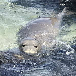 Kalaupapa Monk Seal Daydream 2020 cover