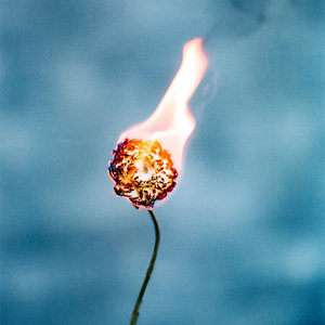 Signal Fires cover