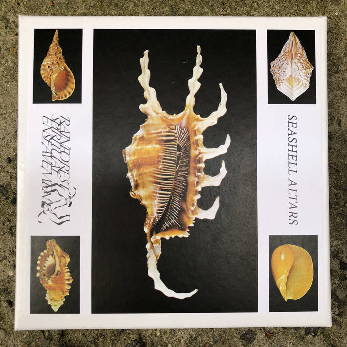 Seashell Altars | Rainforest Spiritual Enslavement