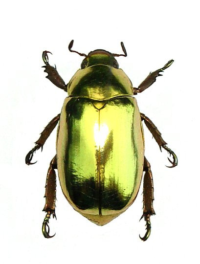 Gold Bug | Septic Jags | CATH RECORDS