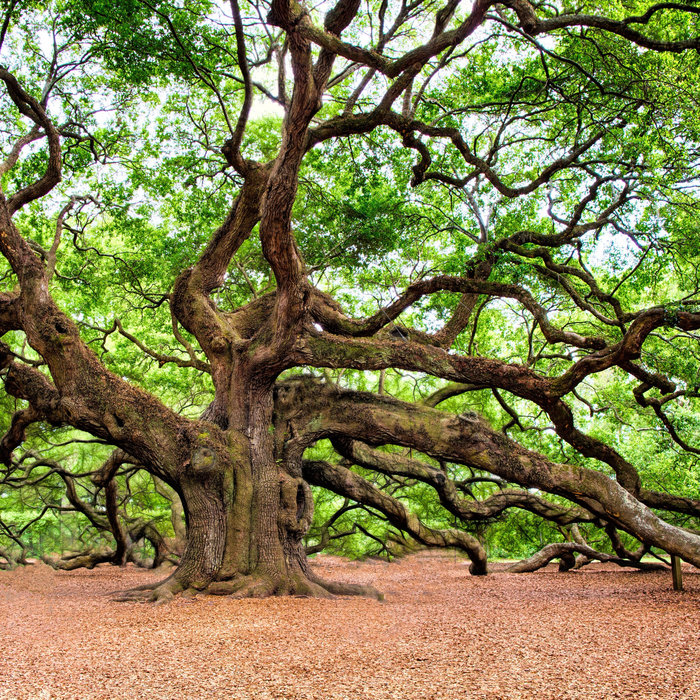Under Trees | Under Trees