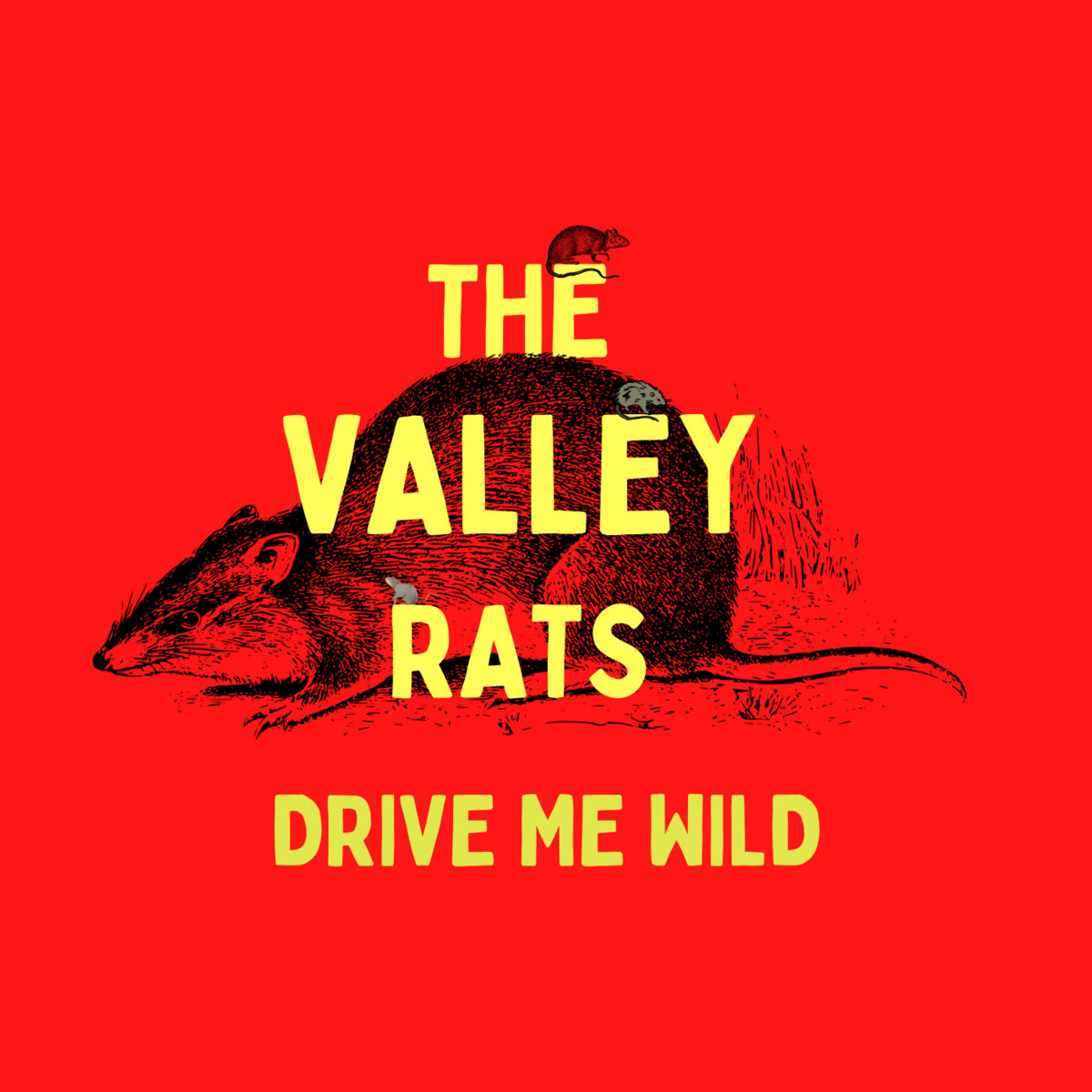 Drive me wild cover