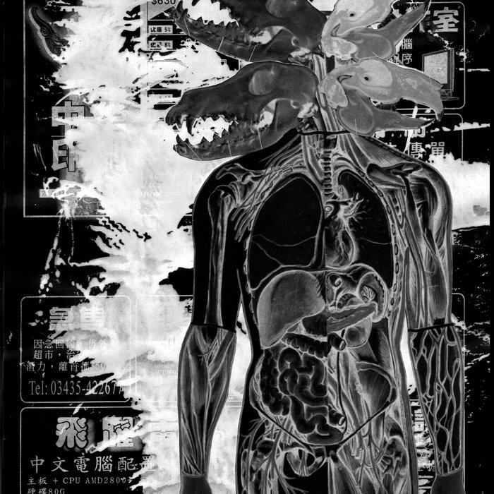 Desarraigo Los Dragula