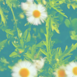 mimu cover