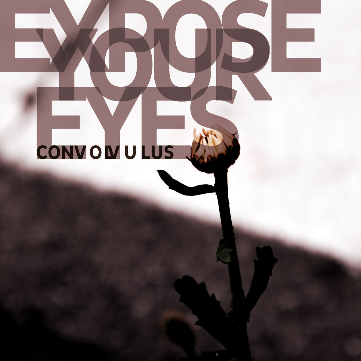 EXPOSE YOUR EYES – CONVOLVULUS