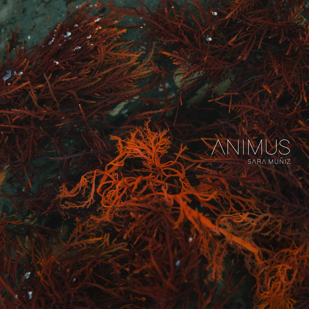 アニムンサクシス animum Saxis ANIMUM SAXIS