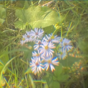 she’s green — mandy - demo