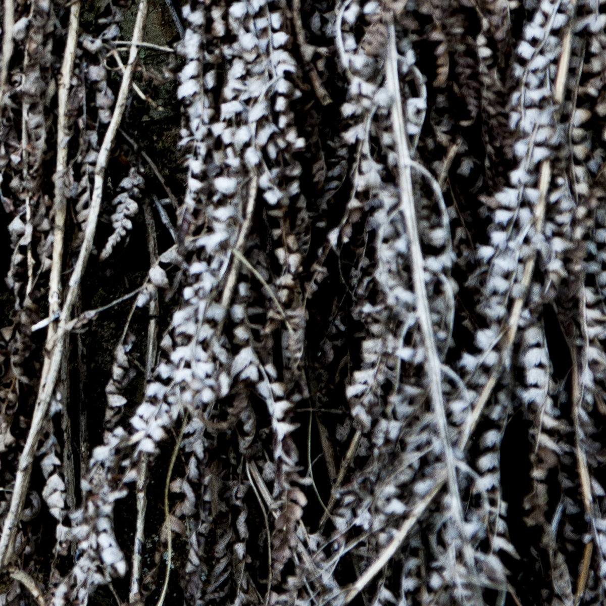 L I Z Z Pensa E P L I Z Z Sleep Is Commercial L I Z Z Pensa E P L I Z Z Sleep Is Commercial