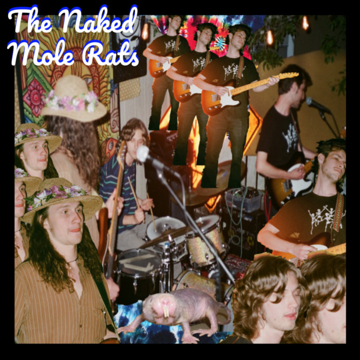 Mole Rats | The Naked Mole Rats