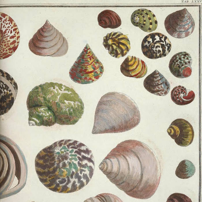 It's All the Same to the Clam All the Same to the Clam Band