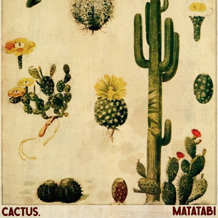 Cactus. | matatabi | TMS