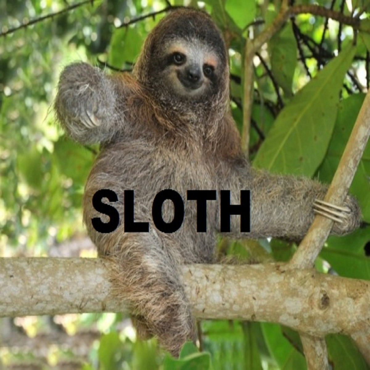THE MEANING OF LIFE | SLOTH