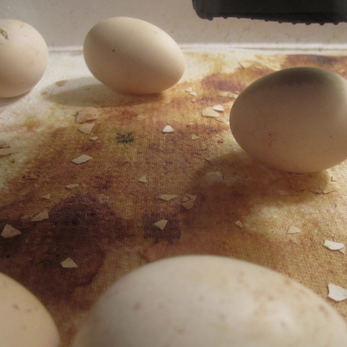 Cracked Open Fertile Duck Egg Lyonecarle lanridumfunsness