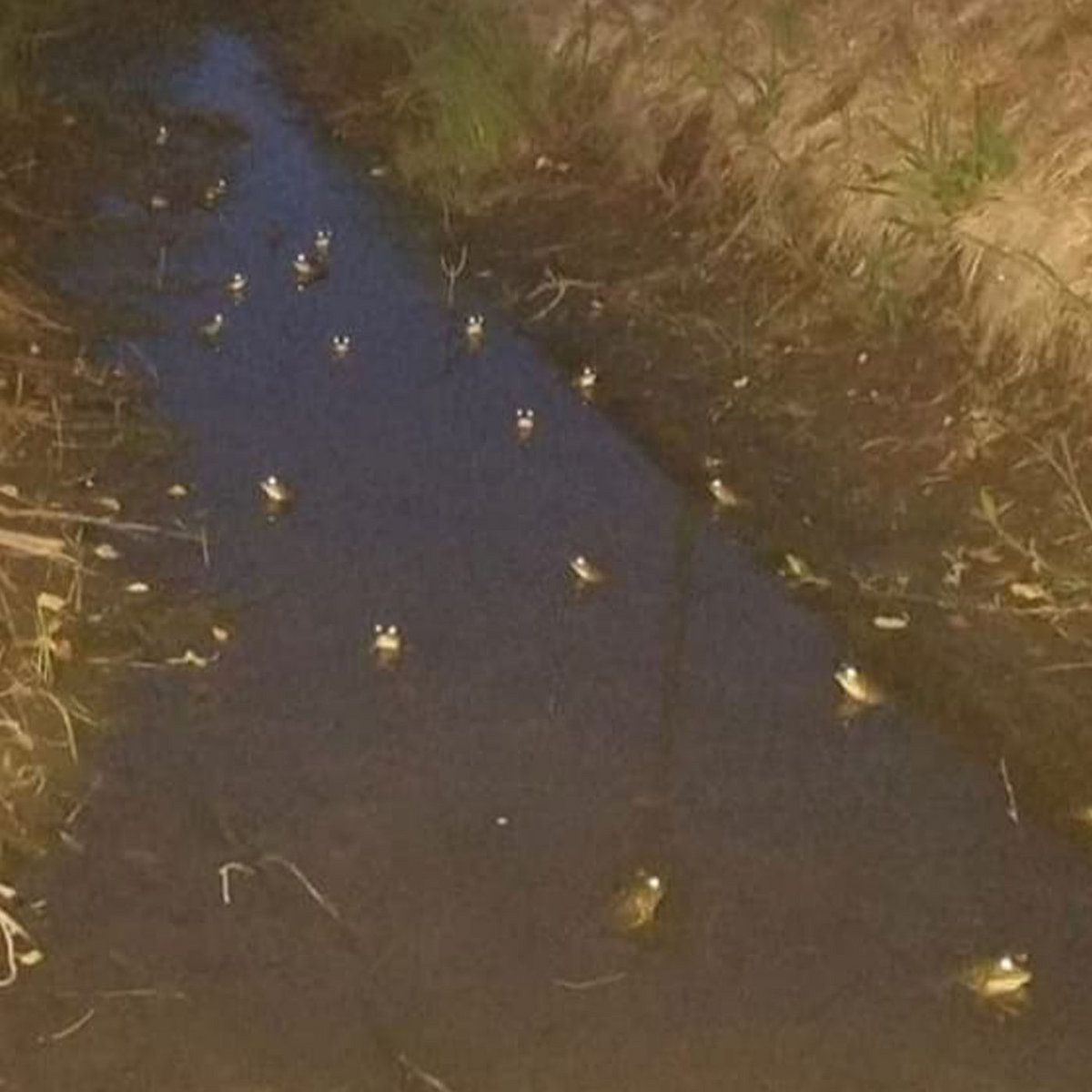 Cursed Frog Creek Forest of Frogs