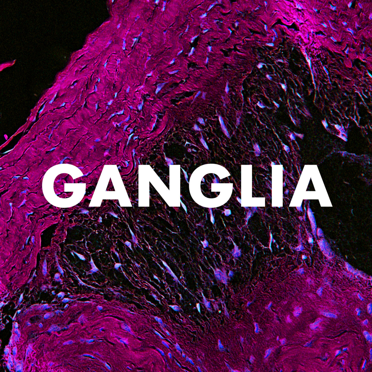 Ganglia | Andrew Huang