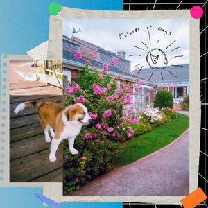 Pictures of Dogs cover