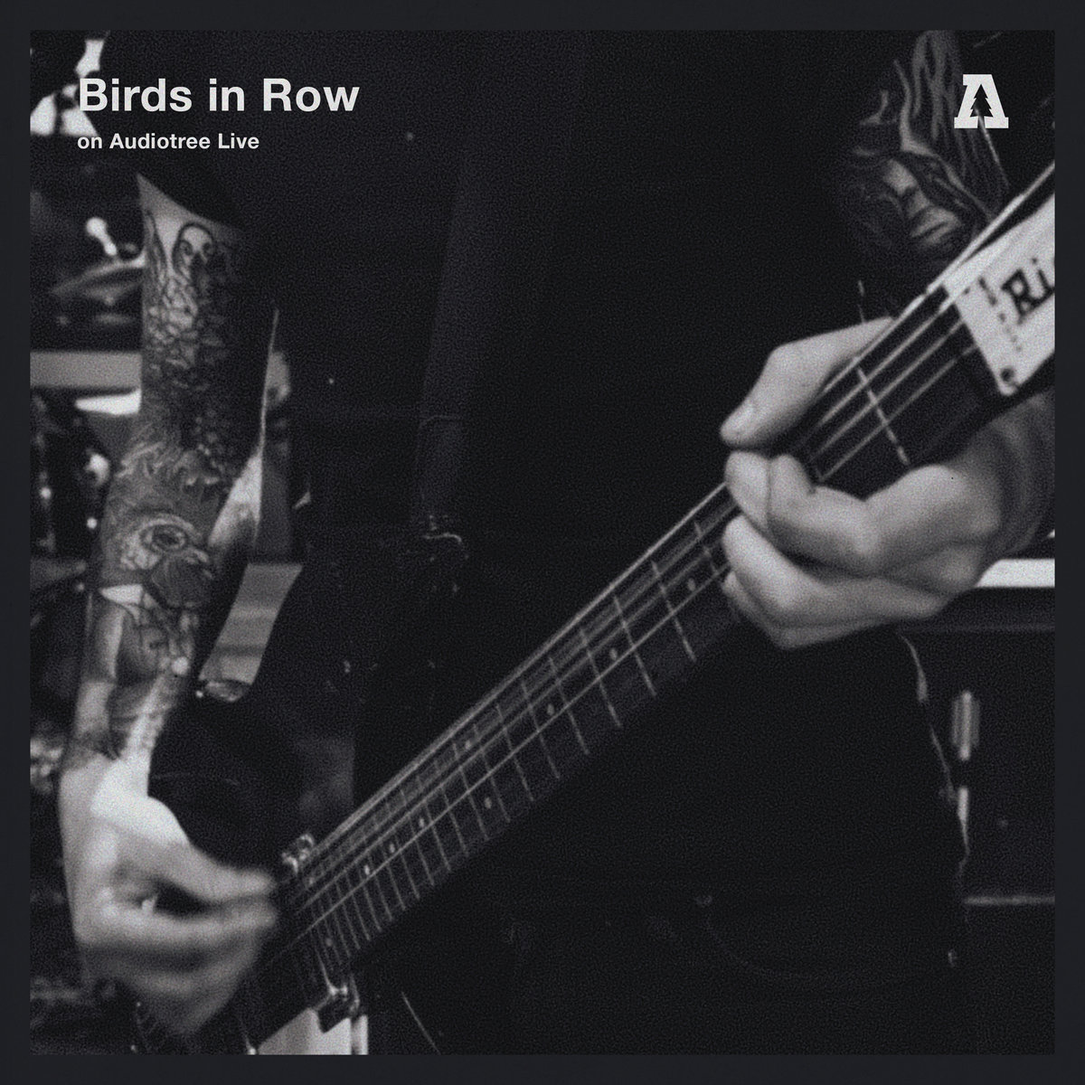 Birds In Row Birds In Row