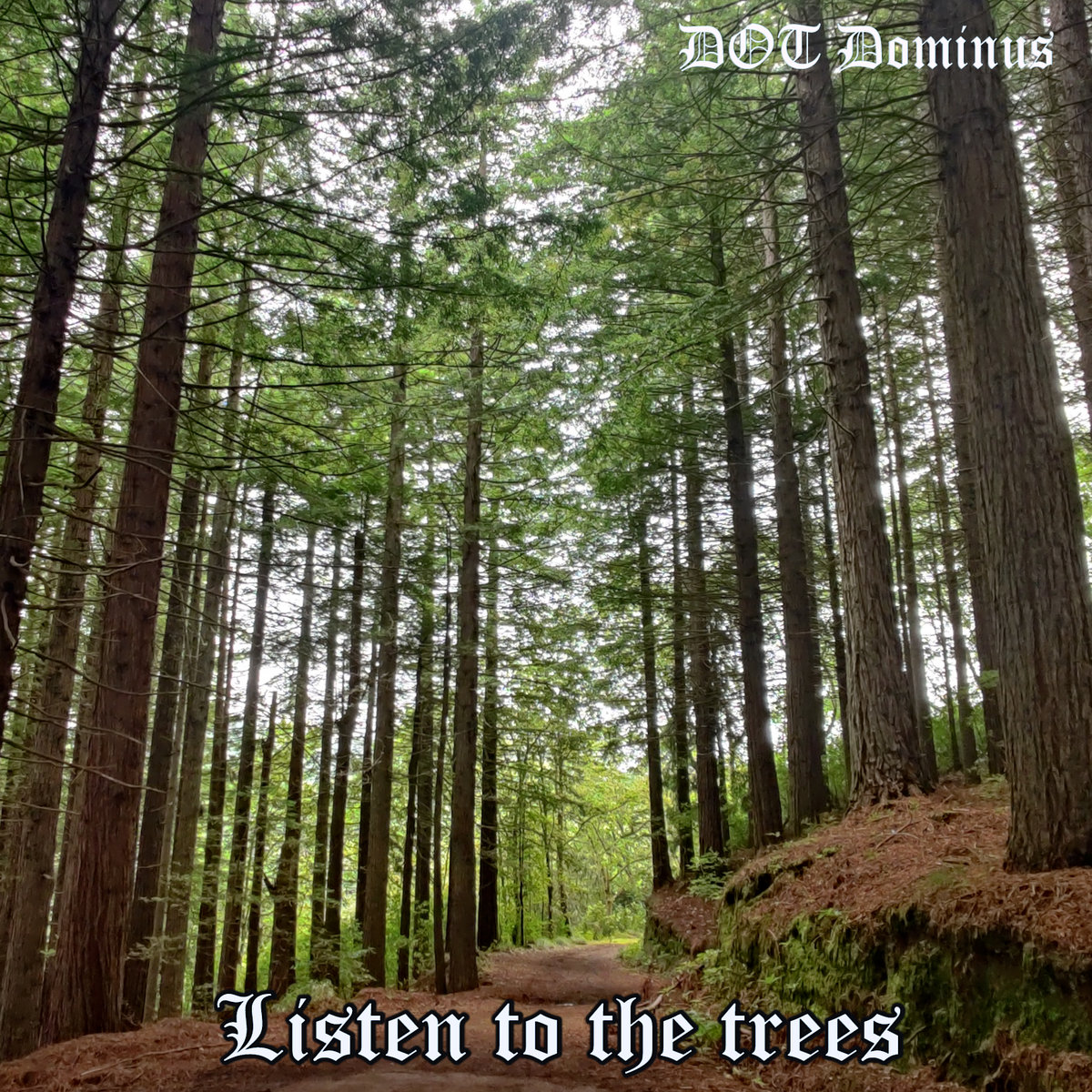 Listen to the trees DOT Dominus