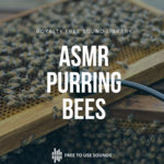 Sleeping With Purring Bees ASMR