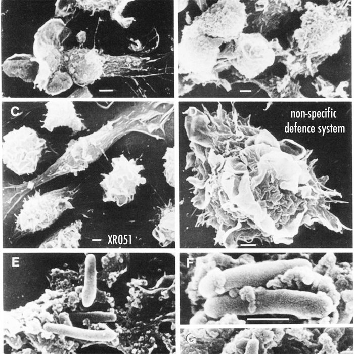 Theories Ep Xelima Records Non Specific Defence System