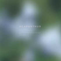 Agapanthus cover art