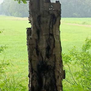Echoes of a Broken Canopy cover
