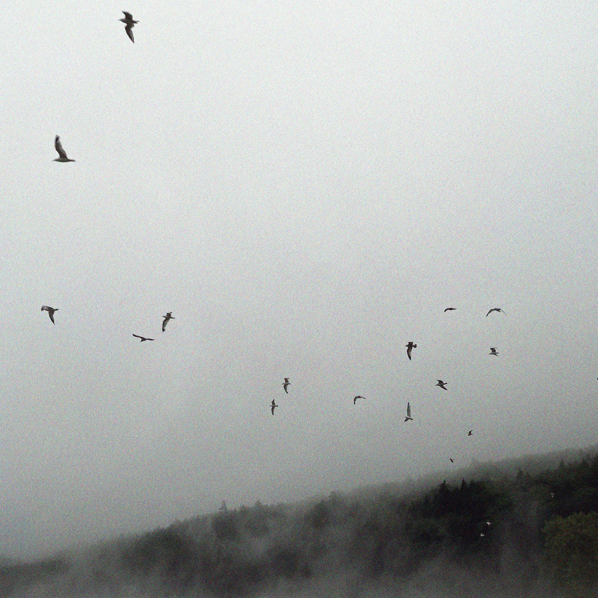 seagulls suddenly take flight before a misty mountain in a thunderstorm