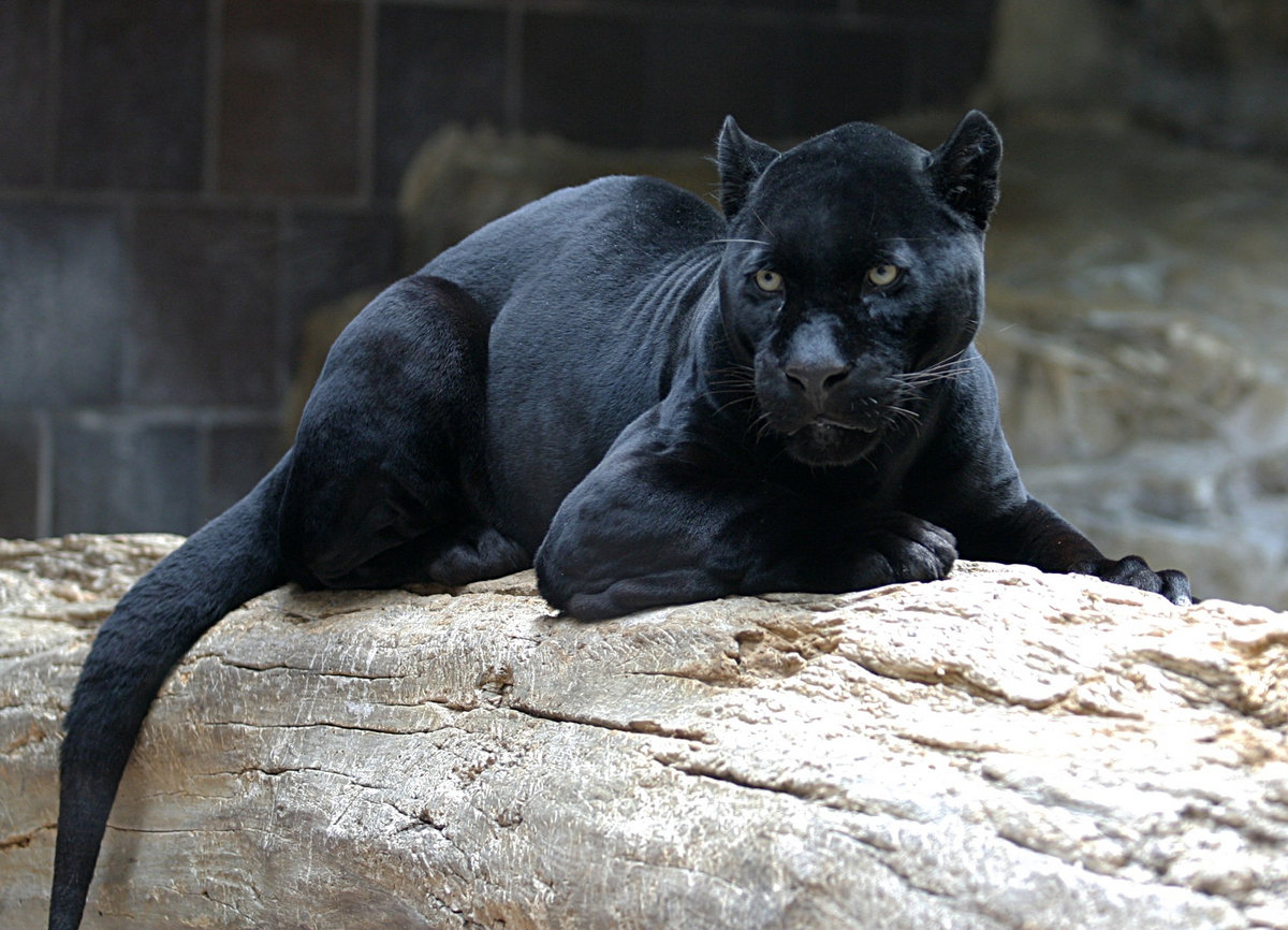 海外限定　all about black panthers BIG CAT | BLACK JAGUAR | THE DEVIL MUSIC GROUP