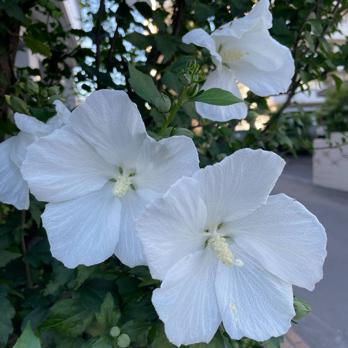 鉄の花束 - Iron Bouquet | Discharming man